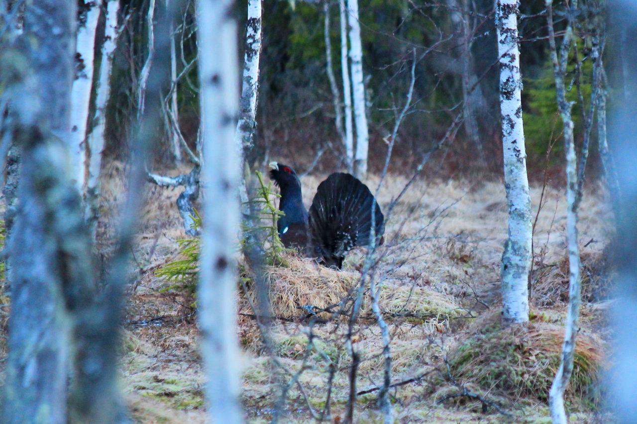 архангельская область, фотосафари. фотоохота на глухаря. глухарь. глухариный ток. весна. май архангельская область, фотосафари. фотоохота на глухаря. глухарь. глухариный ток. весна. май