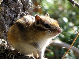 архангельская область. авторские фототуры по архангельской области. рыболовные туры в архангельской области. фотоохота бурундучок архангельская область. авторские фототуры по архангельской области. рыболовные туры в архангельской области. фотоохота бурундучок