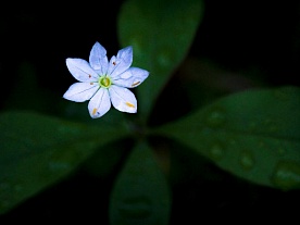 архангельская область. авторские фототуры по архангельской области. рыболовные туры в архангельской области. рыбалка лесная звёздочка лето архангельская область. авторские фототуры по архангельской области. рыболовные туры в архангельской области. рыбалка лесная звёздочка лето