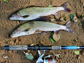 архангельская область. авторские фототуры по архангельской области. рыболовные туры в архангельской области. рыбалка на хариуса. рыболовные туры на хариуса рыбалка на спиннинг лето архангельская область. авторские фототуры по архангельской области. рыболовные туры в архангельской области. рыбалка на хариуса. рыболовные туры на хариуса рыбалка на спиннинг лето