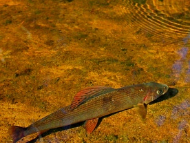 архангельская область. авторские фототуры по архангельской области. рыболовные туры в архангельской области. рыбалка на хариуса. хариус плывёт, рыбалка на севере, лето архангельская область. авторские фототуры по архангельской области. рыболовные туры в архангельской области. рыбалка на хариуса. хариус плывёт, рыбалка на севере, лето